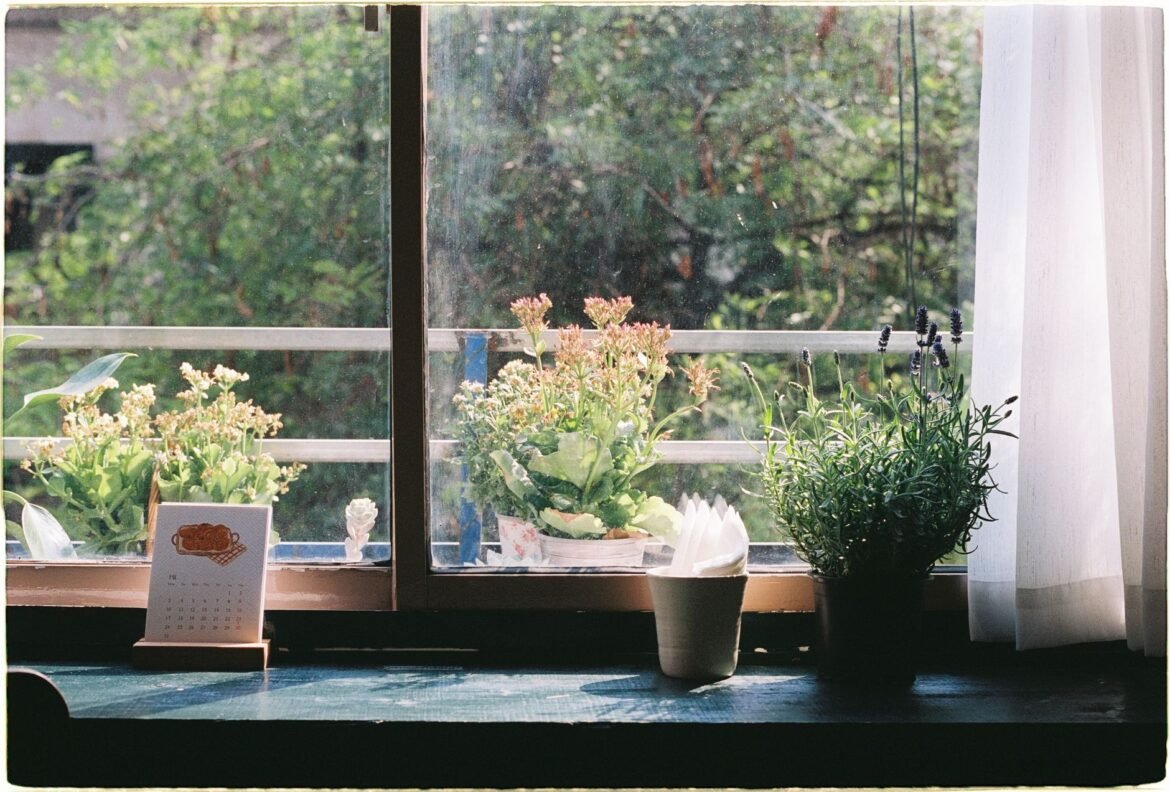 Morning sunlight falling across a windowsill lined with potted plants.