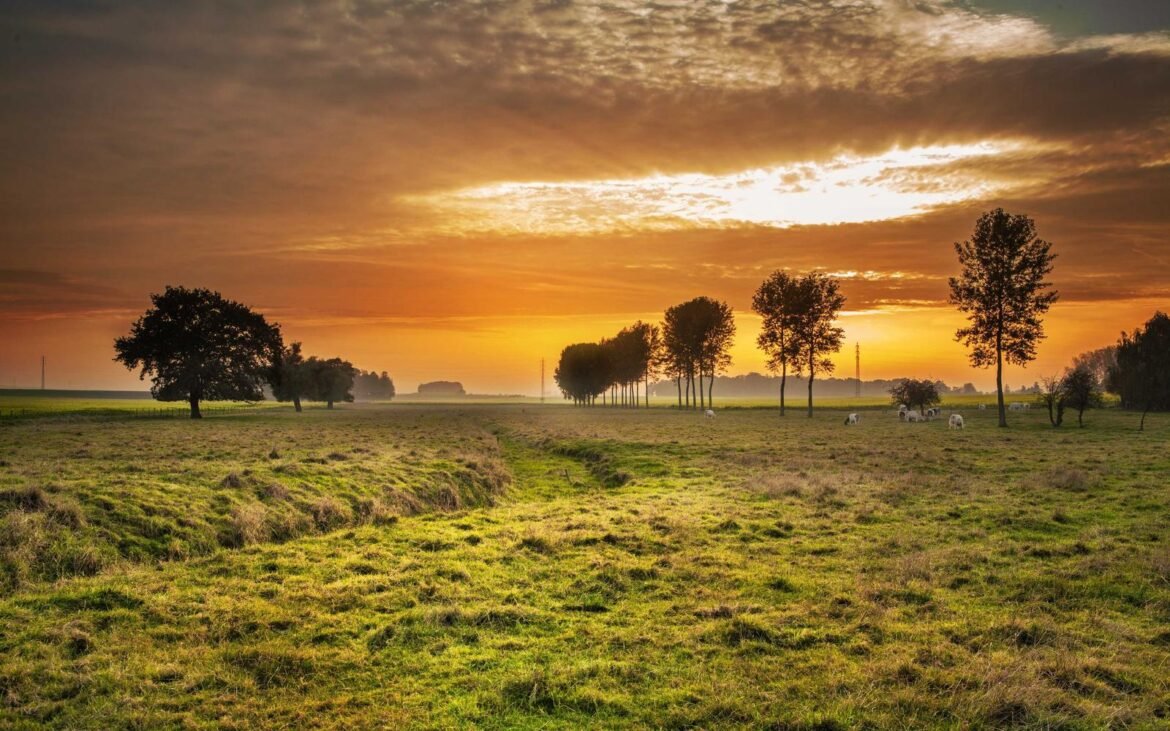 A wide field under warm light opening toward a distant horizon