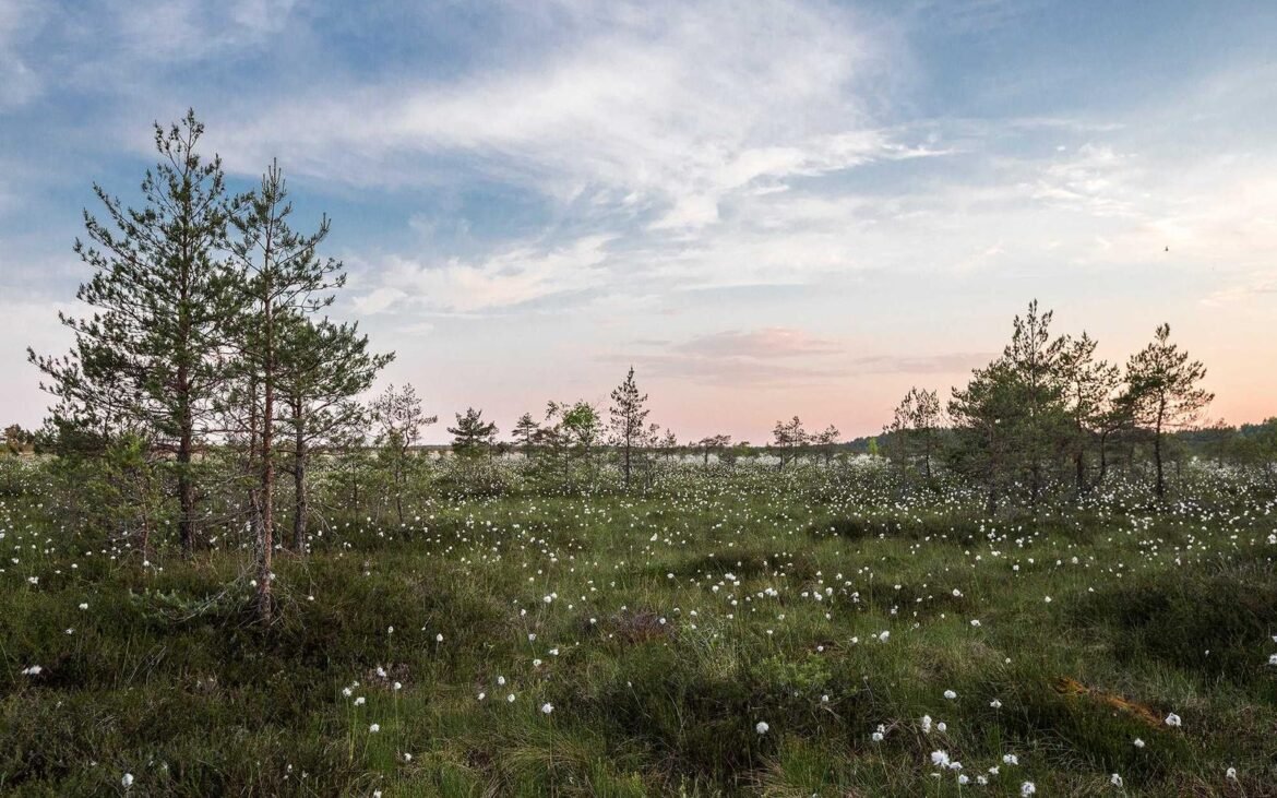 An open meadow stretching toward a broad, pale sky
